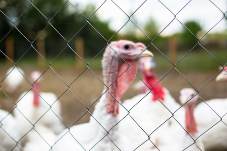 Turkey on a farm , breeding turkeys. White turkey portrait. Flock of Turkeys at the farm. Pasture raised turkey on a farm.の写真素材