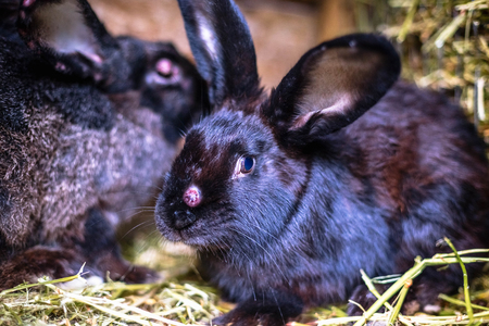 Black sick rabbit in the cage with myxomatosisの写真素材