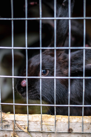 Black sick rabbit in the cage with myxomatosisの写真素材
