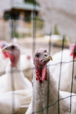 Breeding turkeys on a farmの写真素材