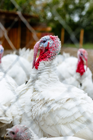 Turkeys from behind a metal fence on the farm.の写真素材