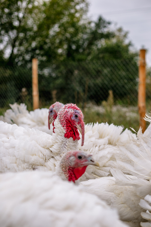 Breeding turkeys on a farmの写真素材