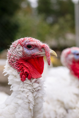 Breeding turkeys on a farm