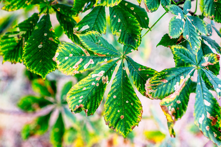 Sick horse chestnut leaves in summerの写真素材