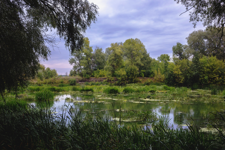 Calm river in the summer morning with green trees on background. Toned, style photo.の写真素材
