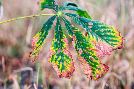 Sick horse chestnut leaves in summerの写真素材