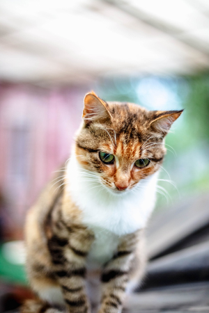 Portrait of a beautiful red-haired cat in the countrysideの写真素材