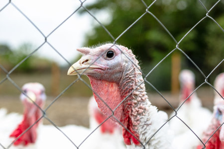 Turkeys from behind a metal fence on the farm.の写真素材