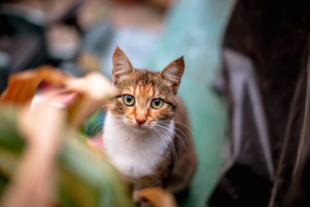 Portrait of a beautiful red-haired cat in the countrysideの写真素材