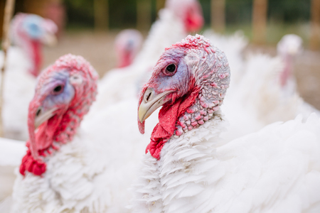 Breeding turkeys on a farmの写真素材