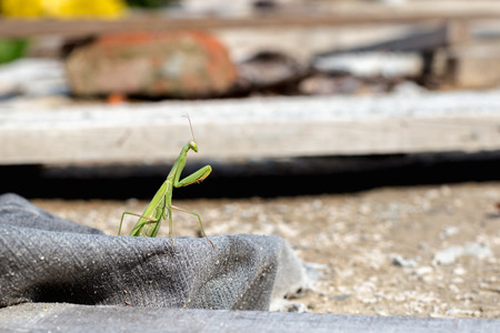European Mantis or Praying Mantis, Mantis religiosaの写真素材
