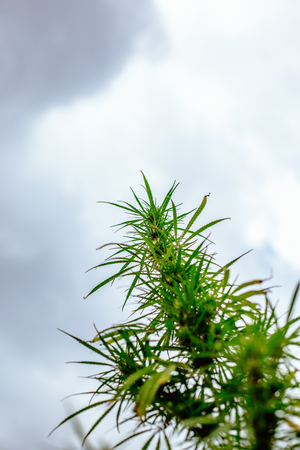 Marijuana plant on a background of dark skyの写真素材