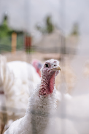 Breeding turkeys on a farmの写真素材
