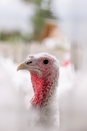 Breeding turkeys on a farmの写真素材
