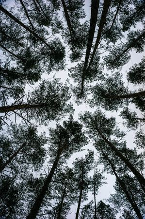 Bottom view of trees in pine forest in autumn