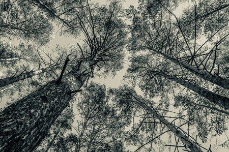 Tops of pine trees in the forest. Monochrome photo.の写真素材
