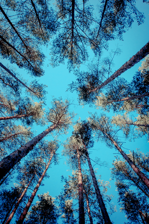 Tops of pine trees in the forest.の写真素材