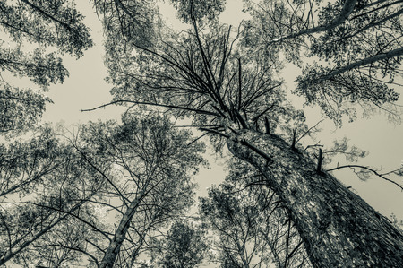 Tops of pine trees in the forest. Monochrome photo.の写真素材