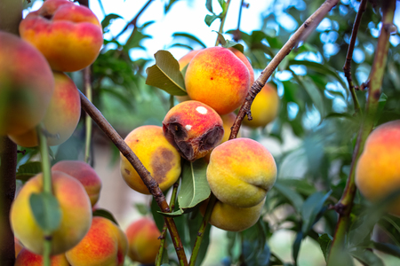 Rotten peaches on a treeの写真素材