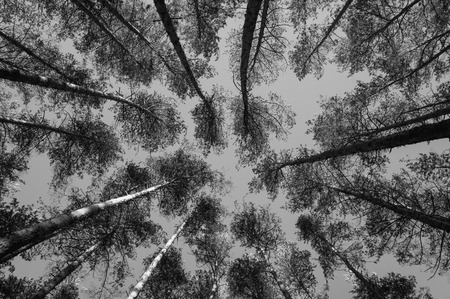 Tops of pine trees in the forest. Monochrome photo.の写真素材