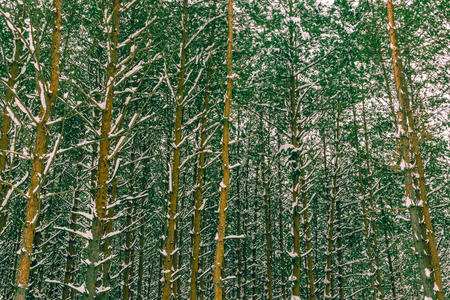 Pine trees in winter forest.の写真素材