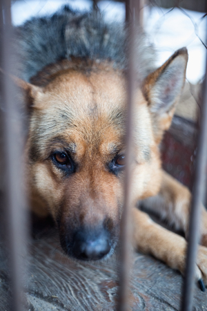 A big sad shepherd in an old aviary. Toned, style photoの写真素材