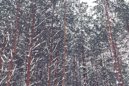 Pine trees in winter forest.の写真素材