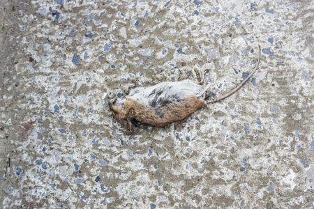 The dead mouse lies on the concrete floorの写真素材