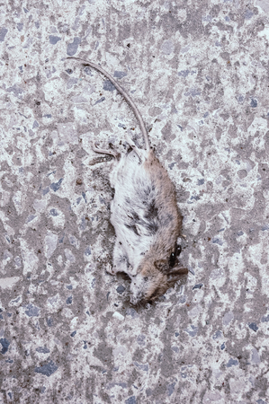 The dead mouse lies on the concrete floorの写真素材