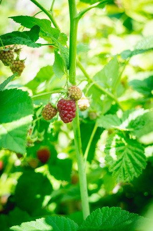 Red raspberry in the gardenの写真素材