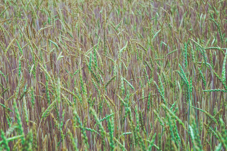 Green wheat on the field. Plant, nature, rye. Rural summer field landscape.