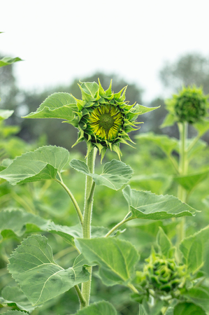 Unripe sunflower in the fieldの写真素材