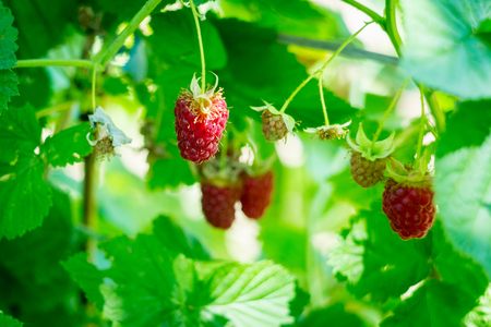 Red raspberry in the gardenの写真素材