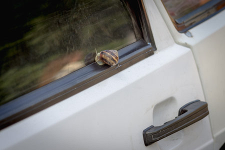 Big snail on the car windowの写真素材