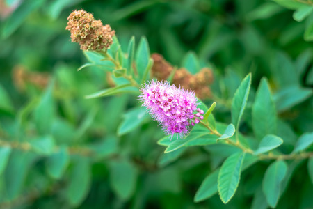Pink bud on the bush in summerの写真素材