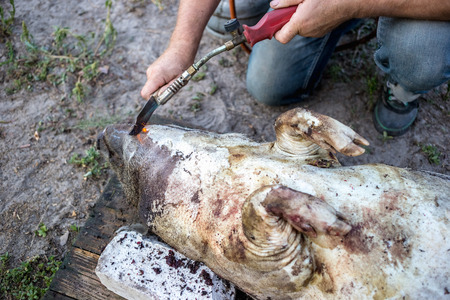 Burning a domestic pig before cutting. Removal of pig hair.の写真素材