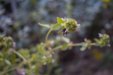 Bumblebee on a flower. Stylish toned photo.