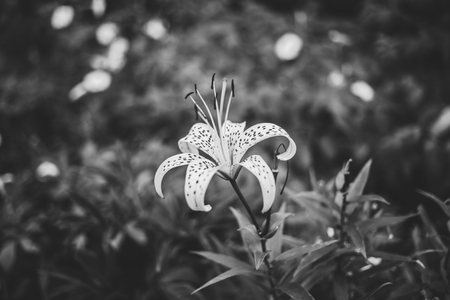 Monochrome photo of magnificent lily in the garden.の写真素材