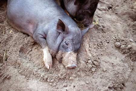 A little black pig is lying on the ground in a pigstyの写真素材