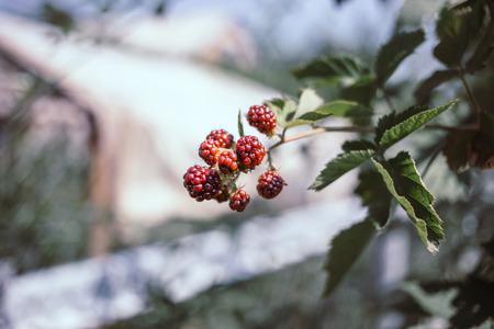 Fresh organic unripe blackberries on the bushの写真素材