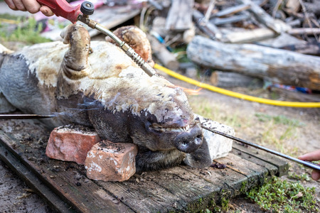 Burning a domestic pig before cutting. Removal of pig hair.の写真素材
