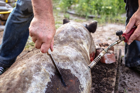Burning a domestic pig before cutting. Removal of pig hair.の写真素材