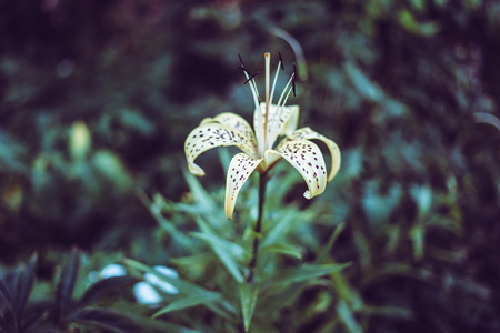 Magnificent yellow flower in the garden.の写真素材
