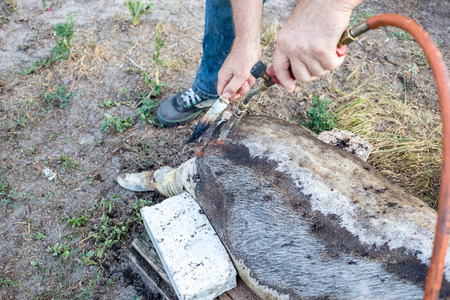 Burning a domestic pig before cutting. Removal of pig hair.の写真素材
