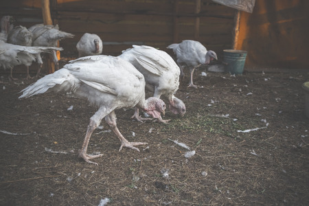 Turkeys on the farm yard in the villageの写真素材