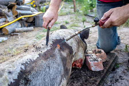 Burning a domestic pig before cutting. Removal of pig hair.の写真素材