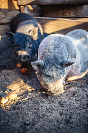 A large white pig on the farmの写真素材
