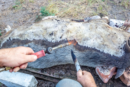 Burning a domestic pig before cutting. Removal of pig hair.の写真素材