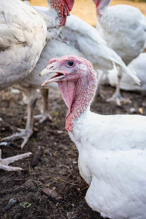 White turkeys on the farmの写真素材