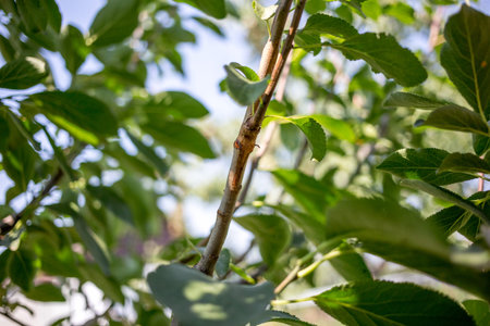 Place of successful graft on the tree branchの写真素材
